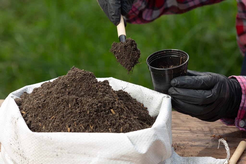 Lee más sobre el artículo Cómo el suelo mejora tus plantas
