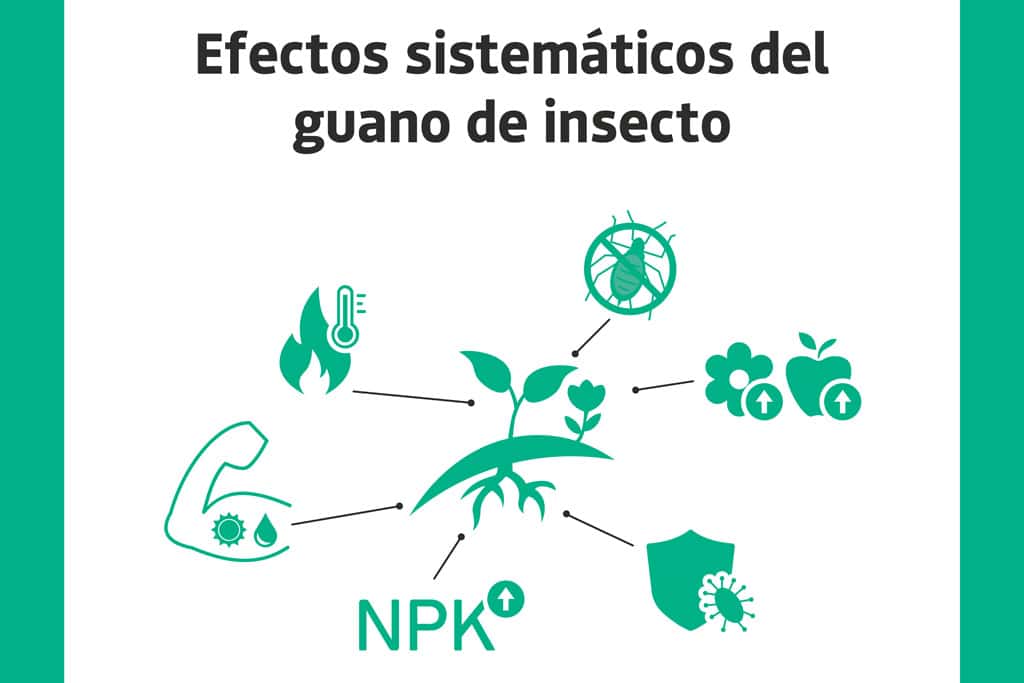 Lee más sobre el artículo Efectos sistémicos del guano de insecto: Protegiendo y fortaleciendo las plantas