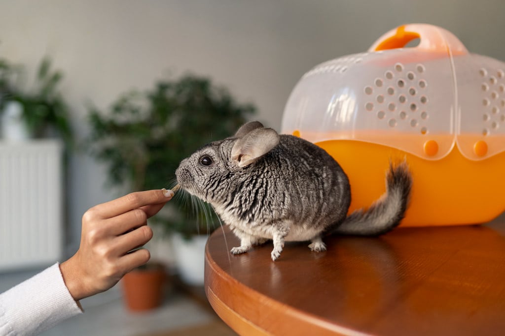 Lee más sobre el artículo ¿Cómo mejorar la salud de tu roedor con larvas deshidratadas de Tenebrio molitor?